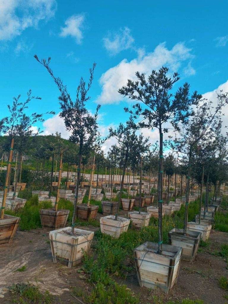 Photo for Quercus ilex (Standard) (Holm Oak, Holly Oak, Evergreen Oak)