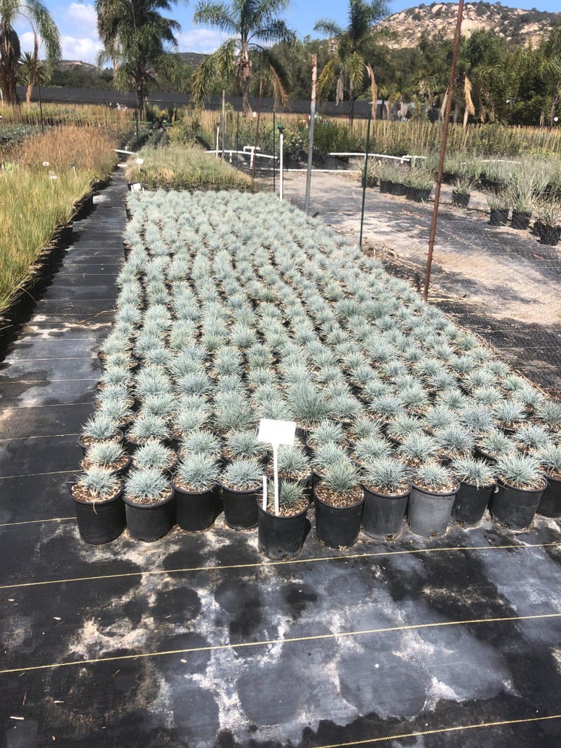 Photo for Festuca glauca (Blue Fescue)