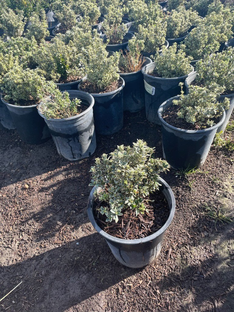 Photo for Euonymus japonicus 'Microphyllus Variegatus' (Variegated Boxleaf Euonymus)