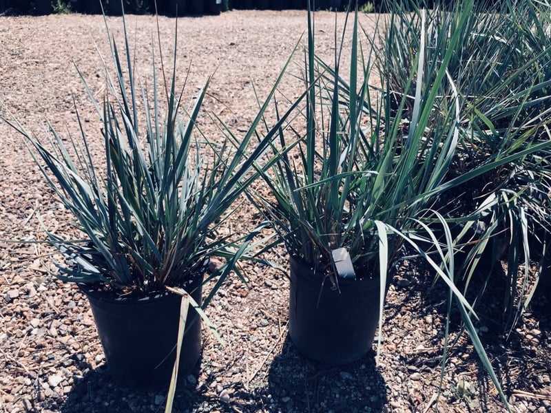 Photo for Leymus condensatus 'Canyon Prince' (Blue Lyme Grass)