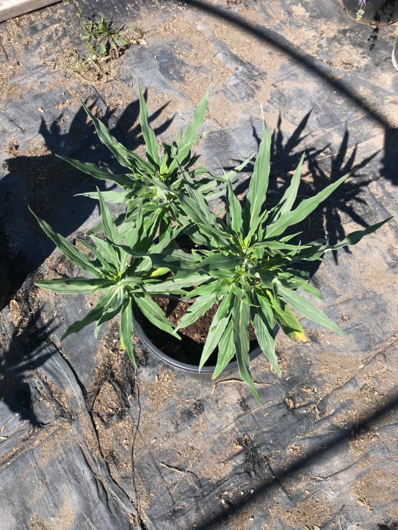 Photo for Echium candicans (E. fastuosum) (Pride of Madeira)