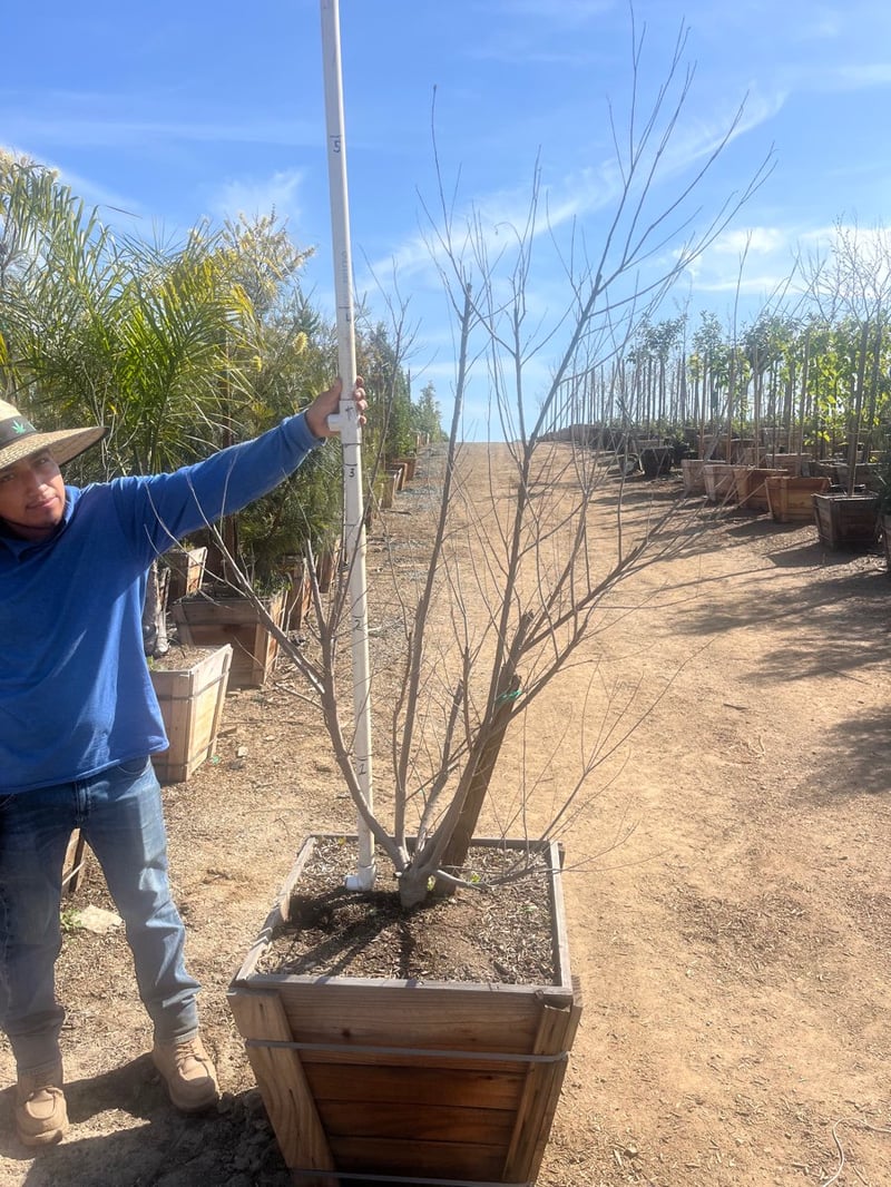 Photo for Chilopsis linearis 'Burgundy' (Multi) (Burgundy Desert Willow)
