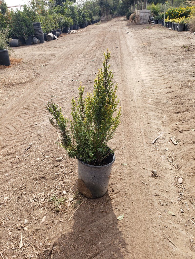 Photo for Myrsine africana (African Boxwood)
