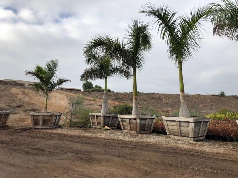 Photo for Roystonea regia (10' BTH) (Cuban Royal Palm)