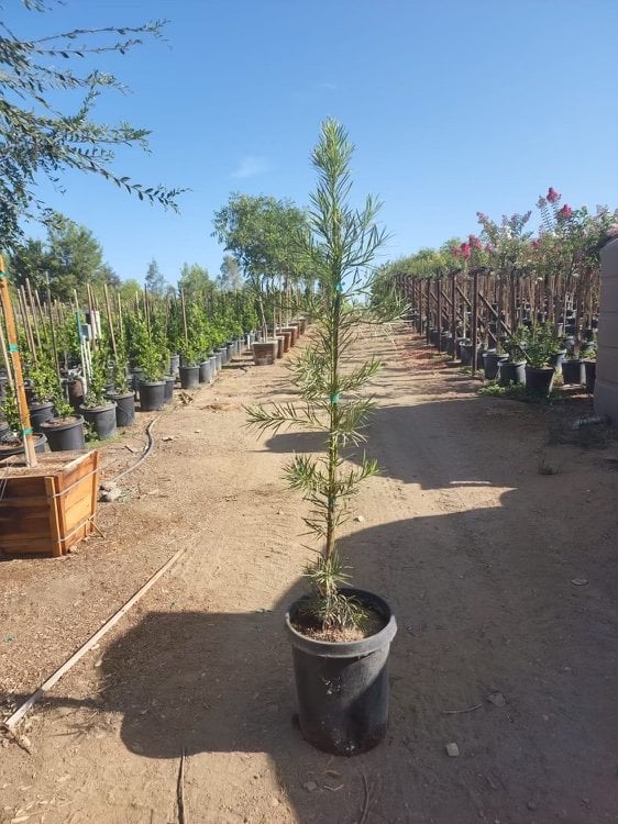 Photo for Podocarpus macrophyllus 'Maki' (Shrubby Yew Pine)