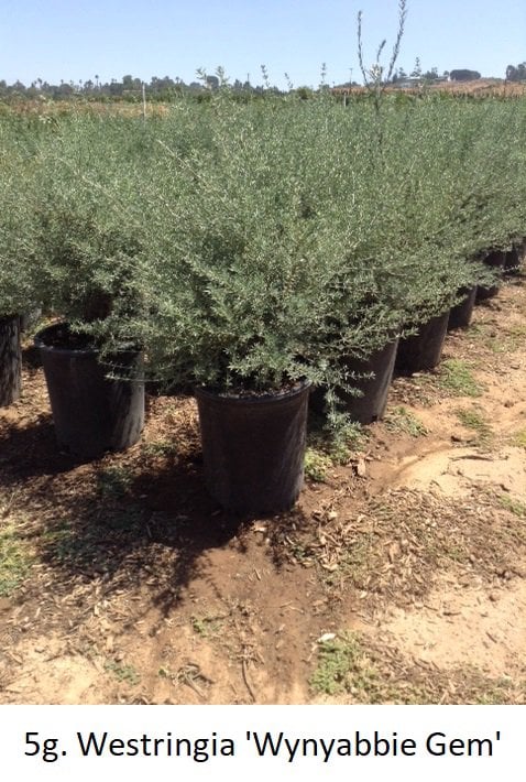 Photo for Westringia 'Wynyabbie Gem' (Wynyabbie Gem Coast Rosemary)