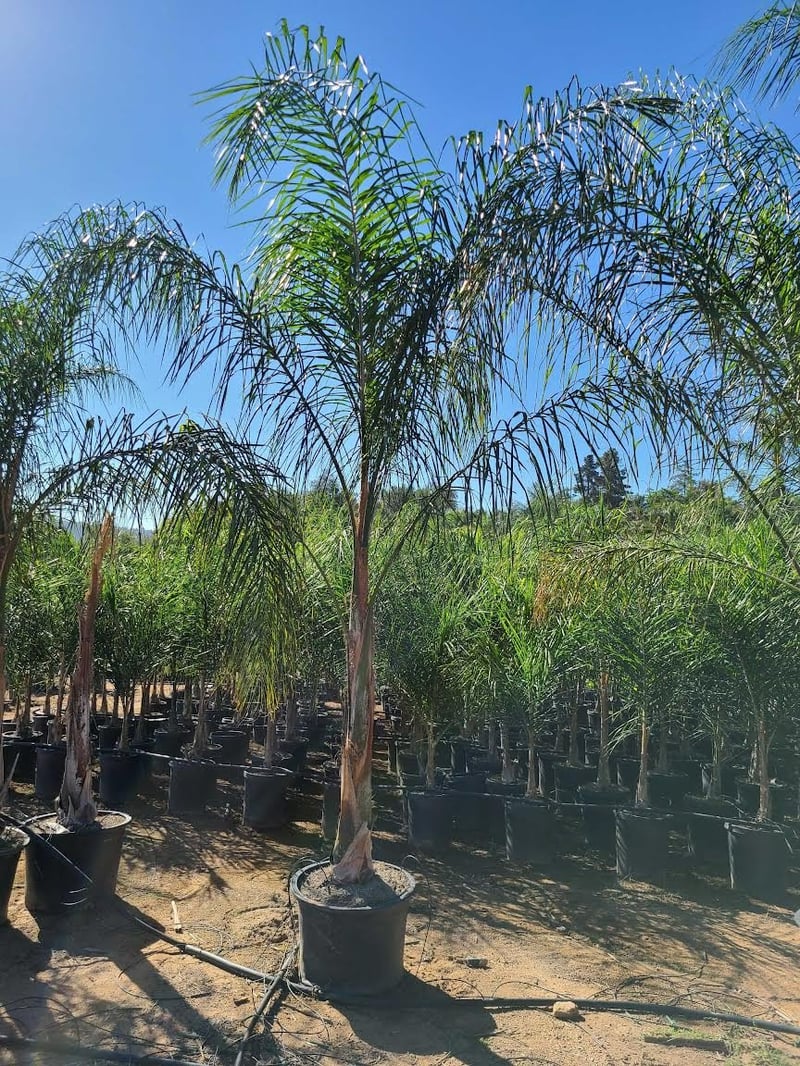 Photo for Arecastrum romanzoffianum (Queen Palm)
