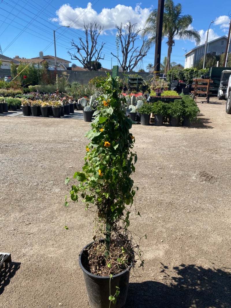 Photo for Thunbergia gregorii (Orange Clock Vine)
