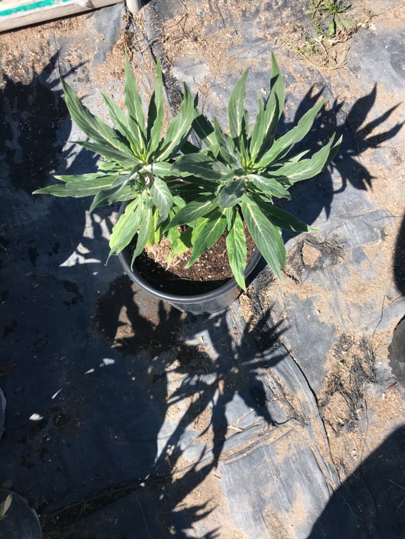 Photo for Echium fastuosum 'Pride of Madeira' (Pride of Madeira)