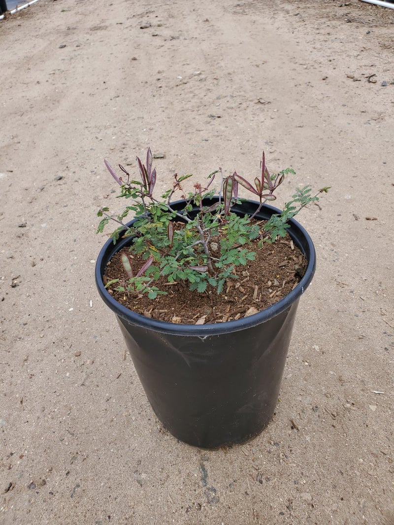 Photo for Calliandra eriophylla (Fairy Duster)