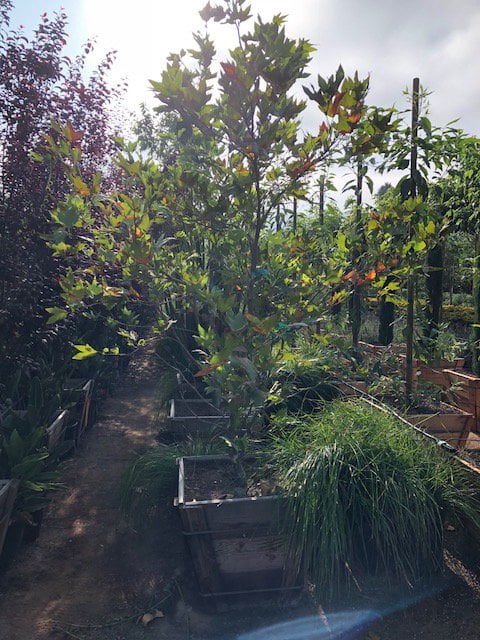Photo for Platanus racemosa (Standard) (California Sycamore)