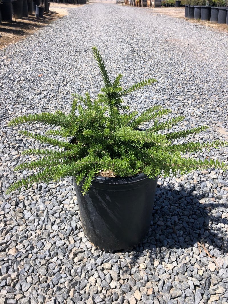 Photo for Grevillea lanigera 'Coastal Gem' (Costal Gem Grevillea)