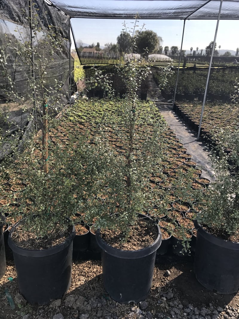 Photo for Pittosporum tenuifolium 'Silver Sheen' (Column) (Silver Sheen Kohuhu)
