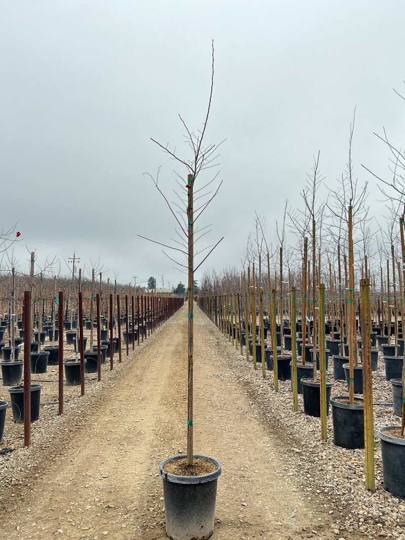 Photo for Celtis sinensis (Chinese Hackberry)