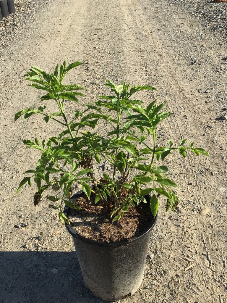 Photo for Sambucus mexicana (Blue Elderberry)