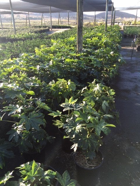 Photo for Fatsia japonica (Japanese Aralia, Paper Plant)