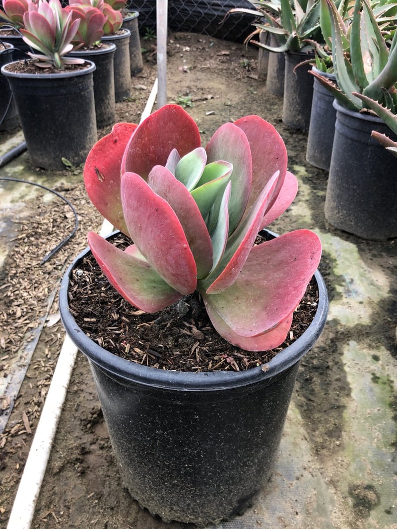 Photo for Kalanchoe thyrsiflora (Paddle Plant)