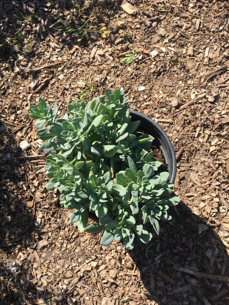 Photo for Calandrinia grandiflora (Rock Purslane)