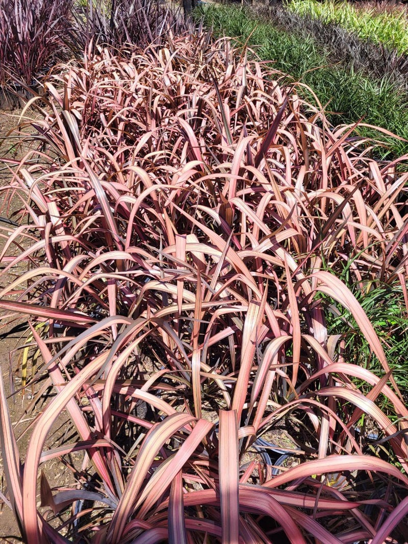Photo for Phormium 'Maori Sunrise' ('Rainbow Sunrise') (Maori Sunrise New Zealand Flax)