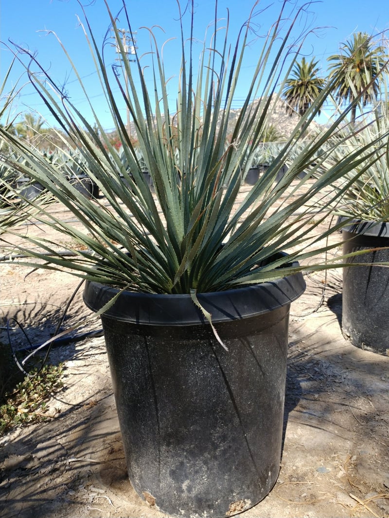 Photo for Dasylirion wheeleri (Spoon Yucca, Blue Sotol)