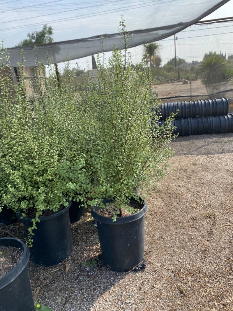 Photo for Pittosporum tenuifolium 'Silver Sheen' (Column) (Silver Sheen Kohuhu)