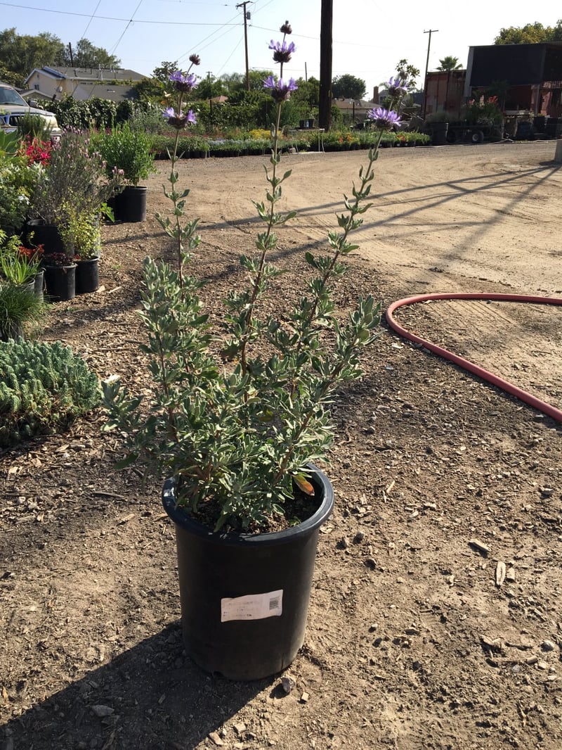 Photo for Salvia clevelandii 'Winnifred Gilman' (Sage 'Winnifred Gillman')