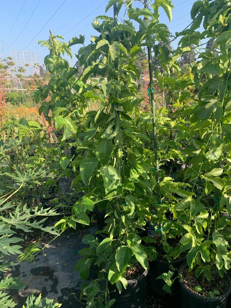 Photo for Passiflora edulis (Passion Fruit)