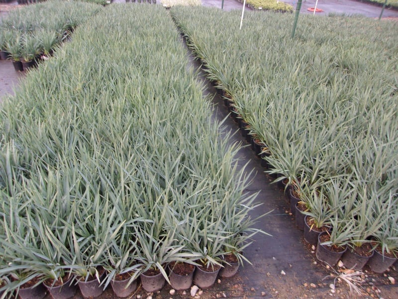 Photo for Dianella caerulea 'Cassa Blue' (Cassa Blue Flax Lily)