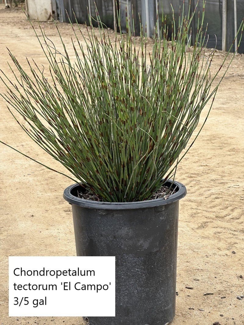 Photo for Chondropetalum tectorum 'El Campo' (El Campo Small Cape Rush)