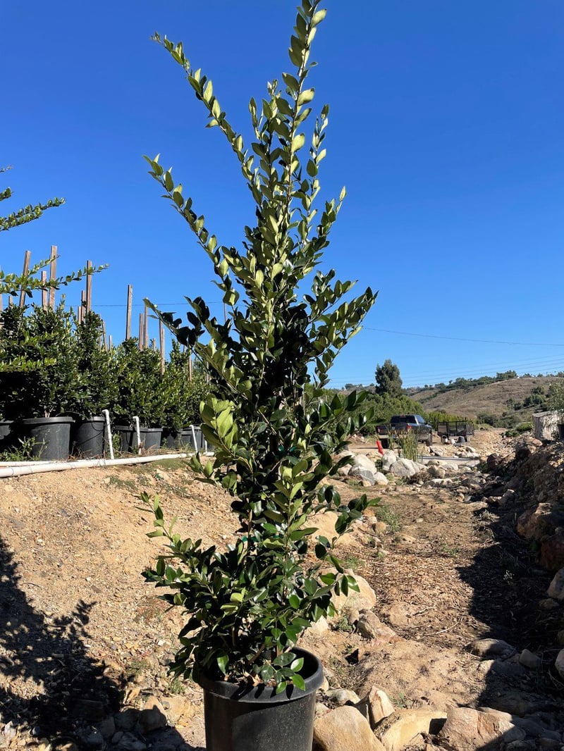 Photo for Ligustrum japonicum 'Texanum' (Staked) (Waxleaf Privet japonicum)