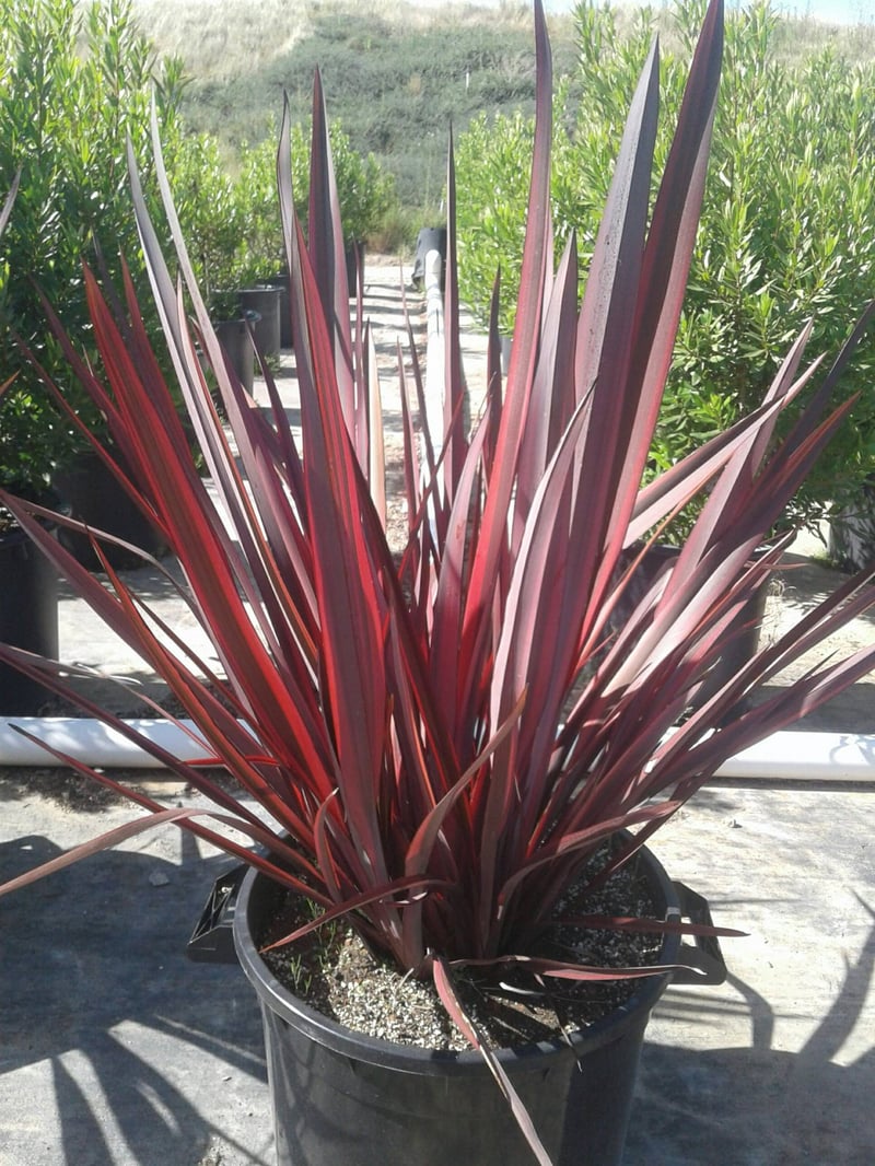 Photo for Phormium 'Guardsman' (Guardsman New Zealand Flax)