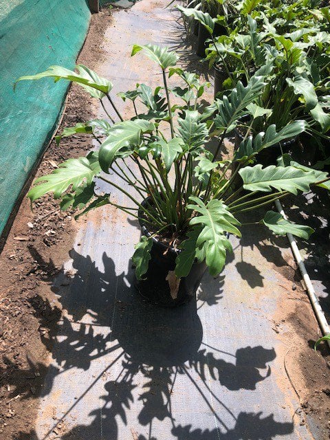Photo for Philodendron 'Xanadu' (Xanadu Philodendron)