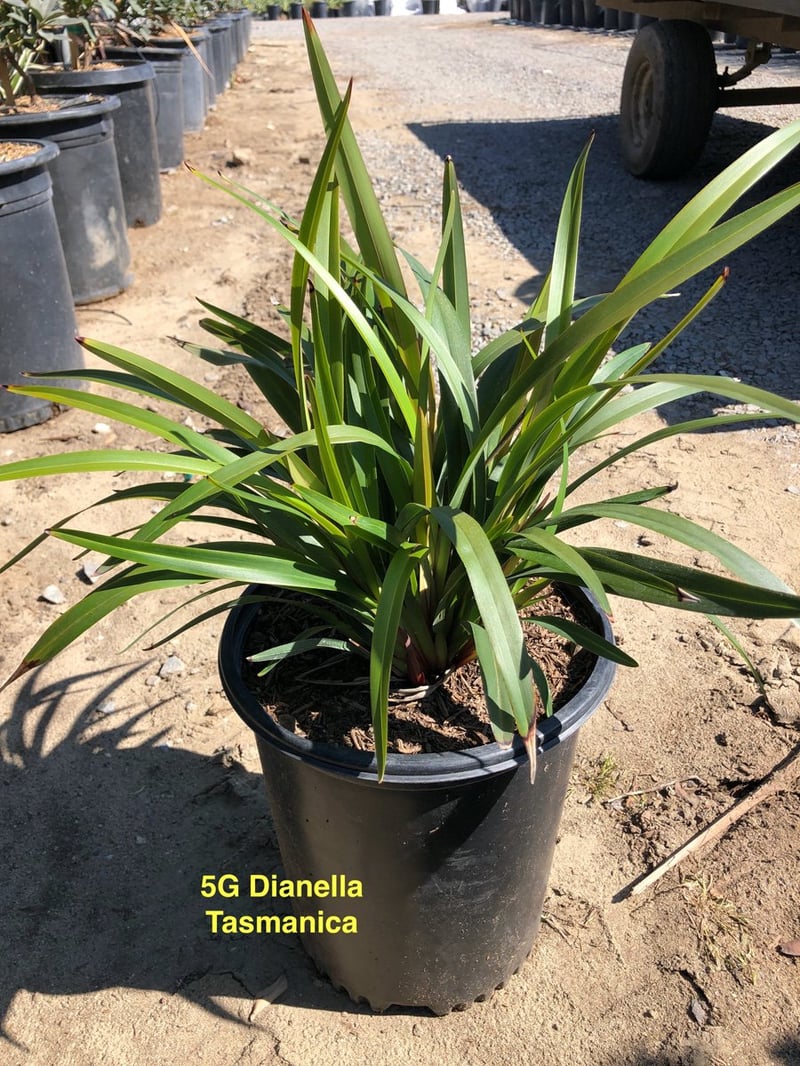 Photo for Dianella tasmanica (Tasman Flax Lily)