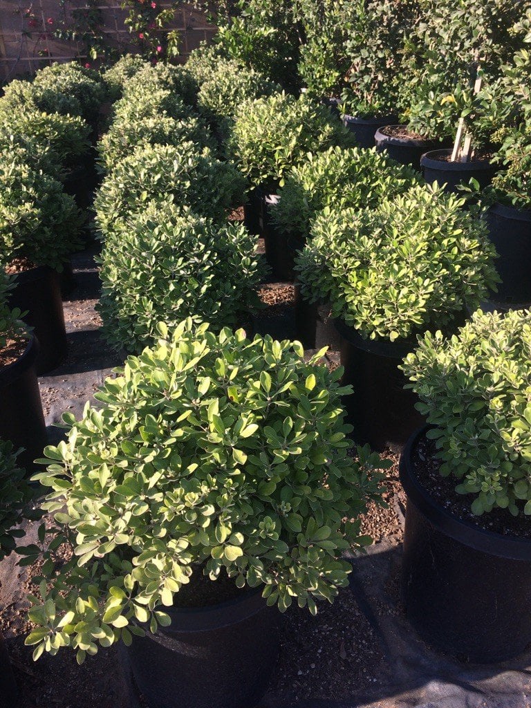 Photo for Pittosporum crassifolium (Karo)