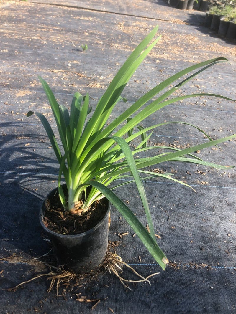 Photo for Agapanthus africanus 'Queen Anne' (Queen Anne Lily Of The Nile)