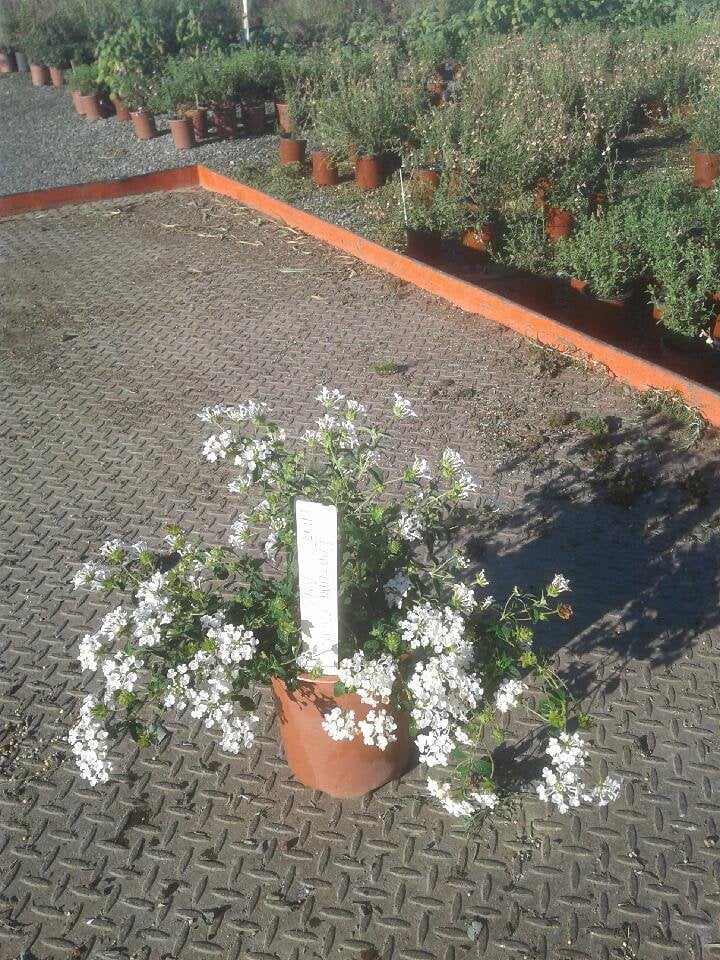 Photo for Lantana montevidensis 'Alba' (White Trailing Lantana)