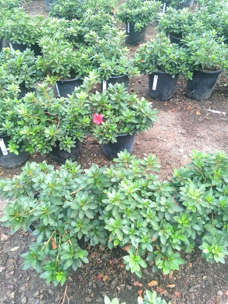 Photo for Azalea 'Red' (Red Azalea)