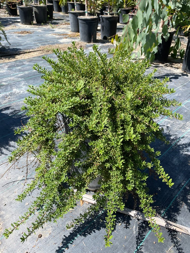 Photo for Myoporum parvifolium 'Pink' (Pink Australian Racer, Pink Groundcover Myoporum)