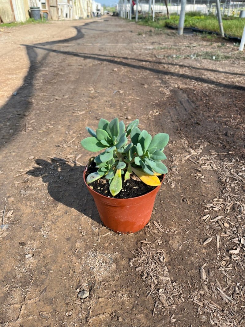 Photo for Cistanthe grandiflora (Rock Purslane)