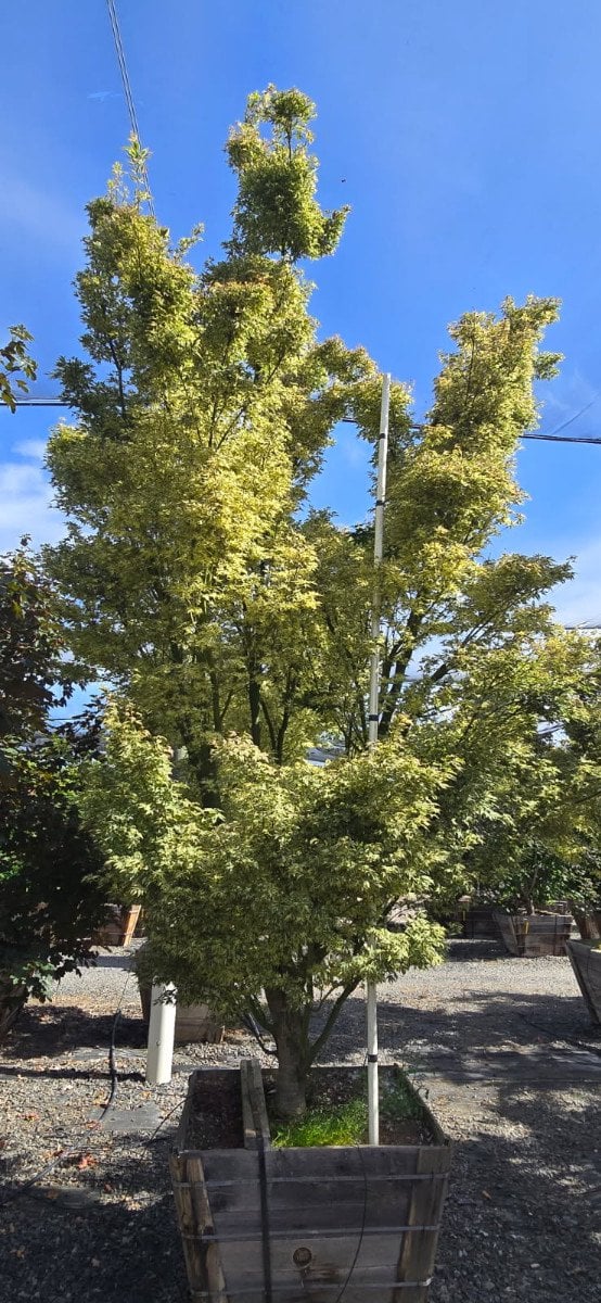Photo for Acer palmatum 'Butterfly' (Butterfly Japanese Maple)