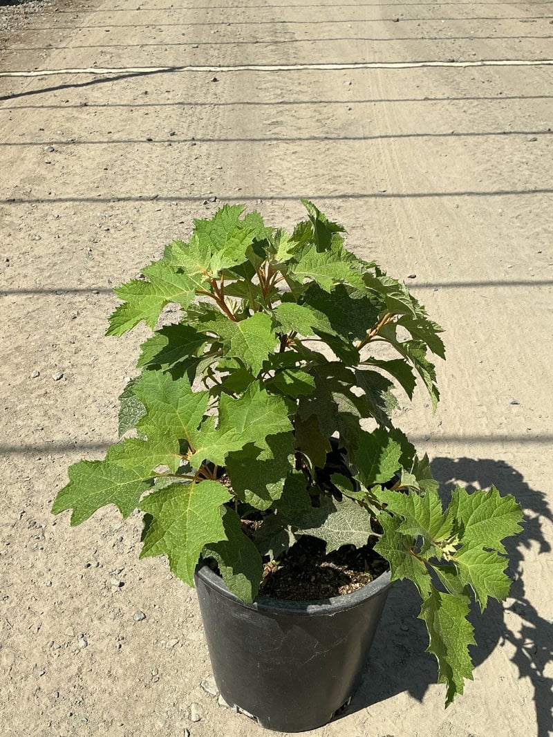Photo for Hydrangea quercifolia (Oakleaf Hydrangea)
