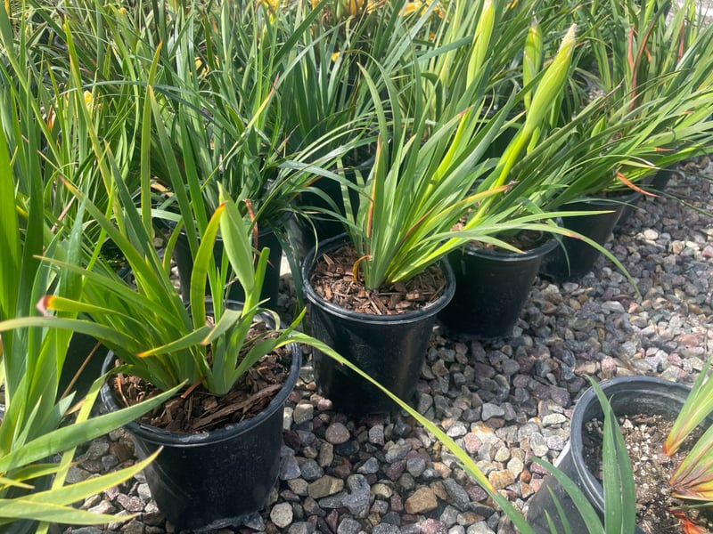 Photo for Iris douglasiana ‘Canyon Snow’ (Canyon Snow Douglas Iris)