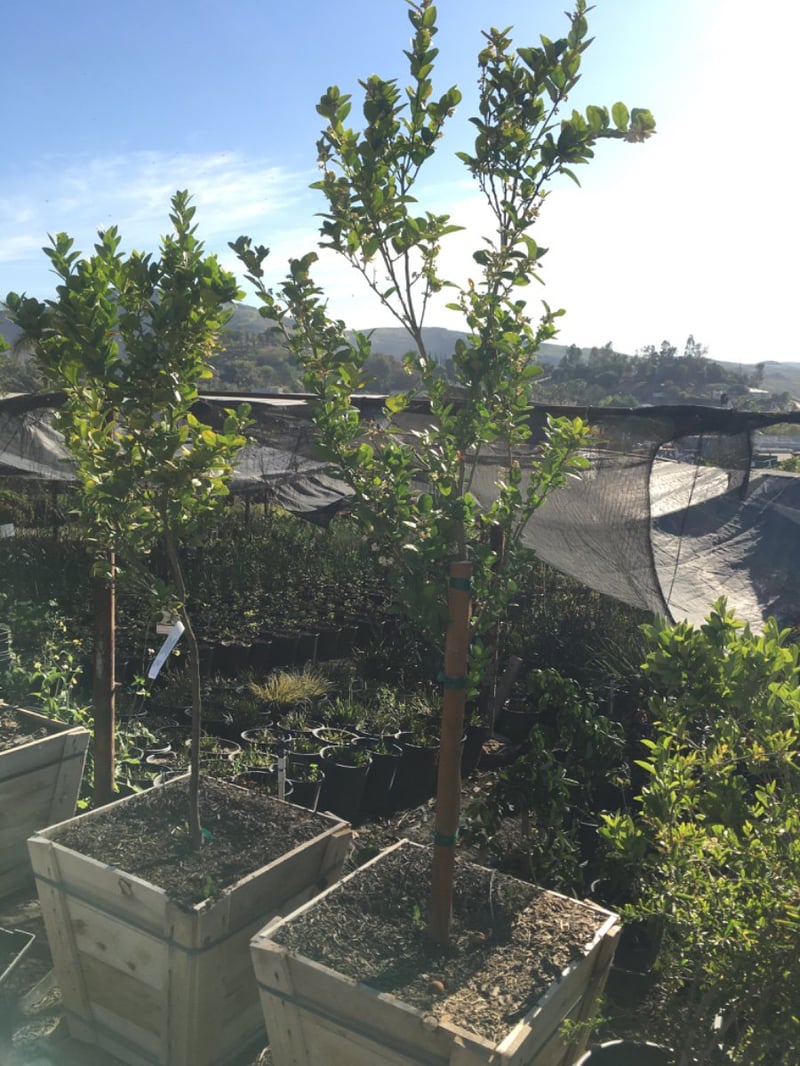Photo for Citrus aurantifolia 'Mexican Thornless' (Mexican Thornless Lime)