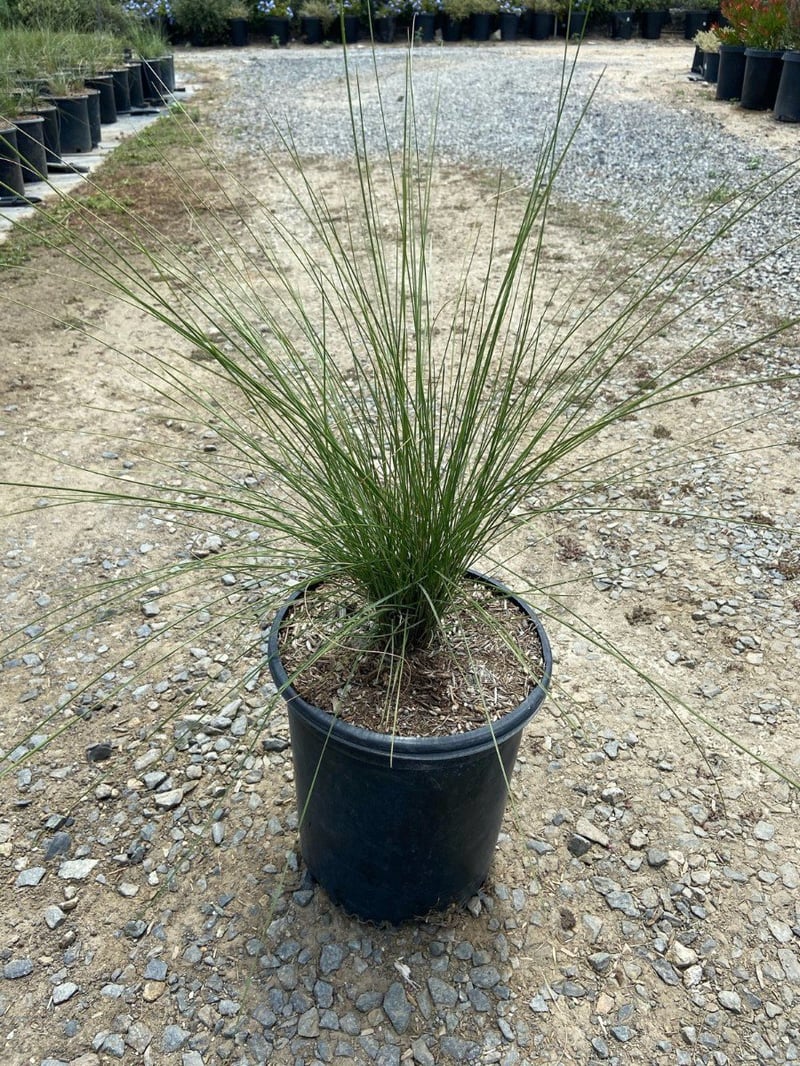 Photo for Muhlenbergia capillaris 'Regal Mist' (Gulf Muhly)