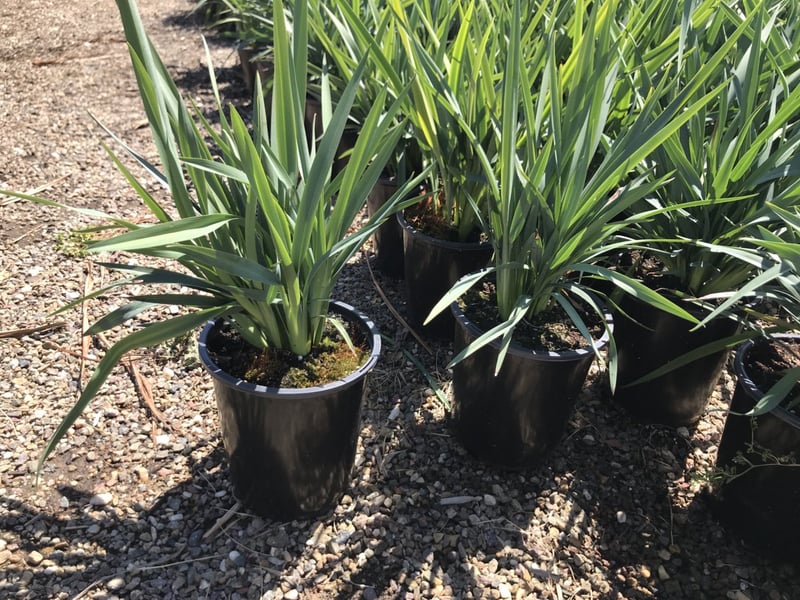 Photo for Dianella caerulea 'Cassa Blue' (Cassa Blue Flax Lily)