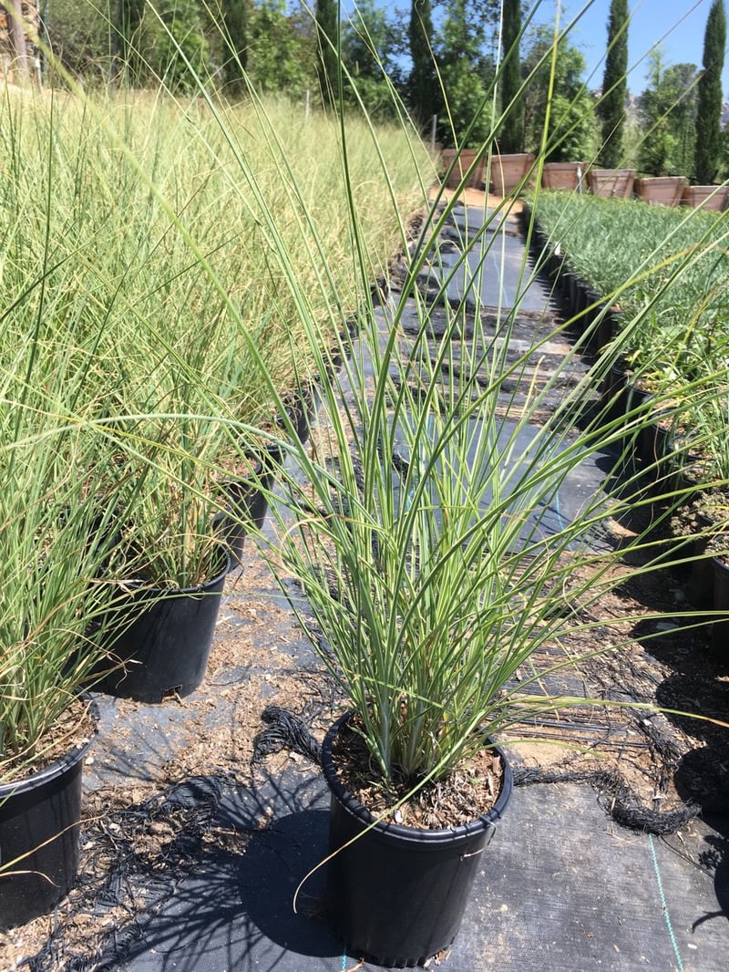 Photo for Miscanthus sinensis 'Adagio' (Adagio Maiden Grass)