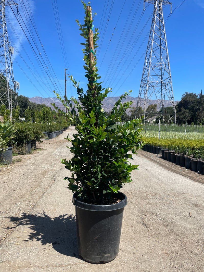 Photo for Ligustrum japonicum 'Texanum' (Hedge) (Waxleaf Privet)