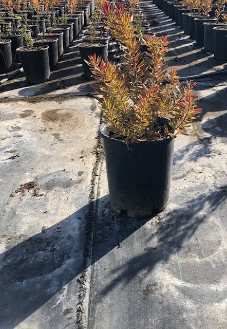 Photo for Leucadendron 'Jester' (Jester Conebush)
