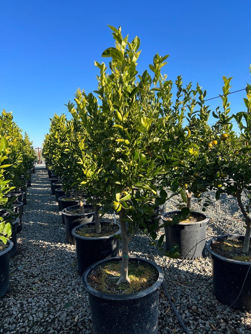 Photo for Citrus reticulata 'Tango' (Tango Mandarin)