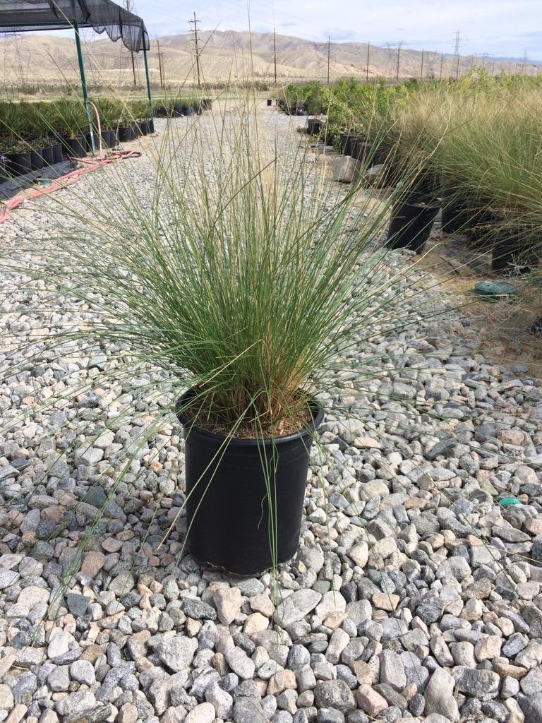 Photo for Muhlenbergia capillaris 'Lenca' (Regal Mist Pink Muhly Grass)